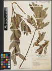Foto von Salix aegyptiaca L. x Salix elbursensis Boiss.